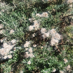 Ozothamnus ferrugineus