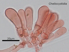 Inosperma calamistratum
