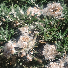 Ozothamnus ferrugineus