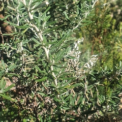 Ozothamnus ferrugineus