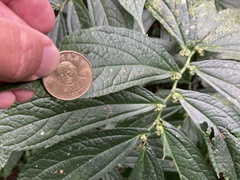 Elatostema platyphyllum