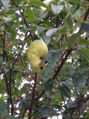 Pseudocydonia sinensis