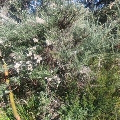 Ozothamnus ferrugineus