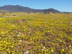 Rhynchopsidium pumilum