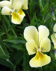 Viola lutea