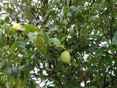 Pseudocydonia sinensis