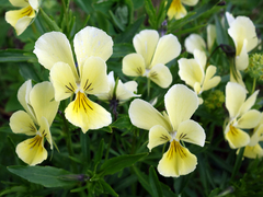 Viola lutea