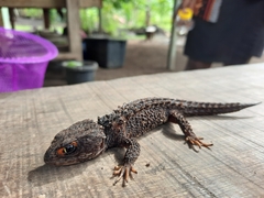 Tribolonotus gracilis