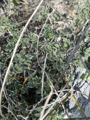 Acmispon argophyllus