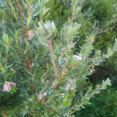 Leptospermum lanigerum