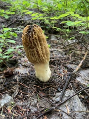 Morchella tridentina