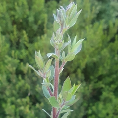 Leptospermum lanigerum