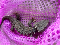 Tribolonotus gracilis