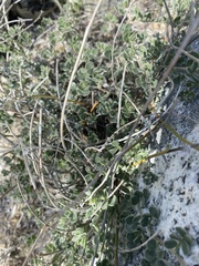 Acmispon argophyllus