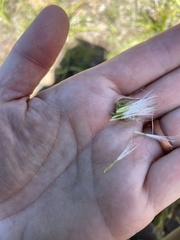 Nothocalais troximoides