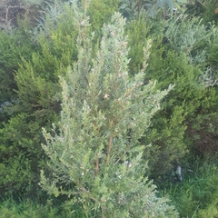 Leptospermum lanigerum