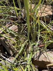 Nothocalais troximoides