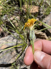 Nothocalais troximoides