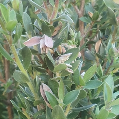 Leptospermum lanigerum