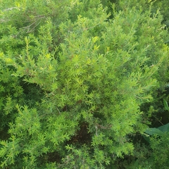 Kunzea leptospermoides