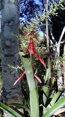 Aechmea bracteata