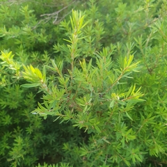 Kunzea leptospermoides