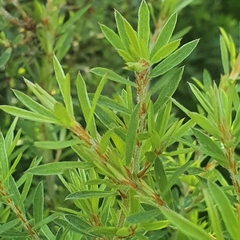 Kunzea leptospermoides