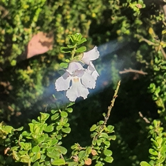 Prostanthera cuneata