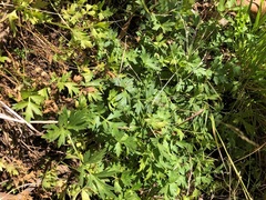 Ranunculus sessiliflorus