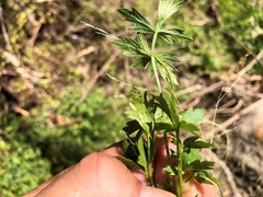 Ranunculus sessiliflorus