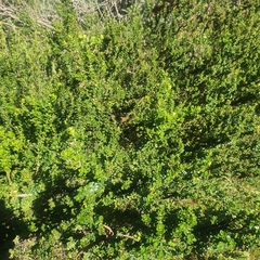 Prostanthera cuneata