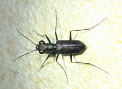 Prothyma proxima