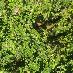 Prostanthera cuneata