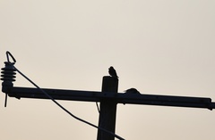 Melanerpes formicivorus