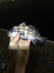 Cheilotrema saturnum