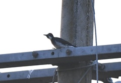 Melanerpes formicivorus