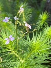 Stylidium laricifolium