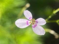 Stylidium laricifolium