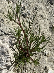 Chaenactis fremontii