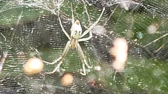 Cyrtophora cicatrosa