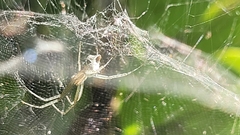 Cyrtophora cicatrosa