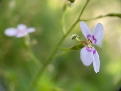 Stylidium laricifolium