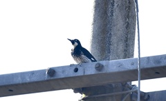 Melanerpes formicivorus