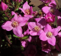 Boronia scabra scabra
