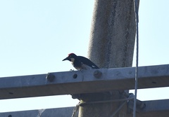 Melanerpes formicivorus