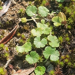 Hydrocotyle algida