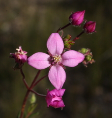 Boronia scabra scabra