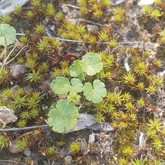 Hydrocotyle algida