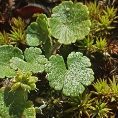 Hydrocotyle algida