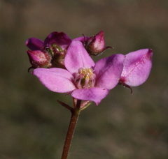 Boronia scabra scabra